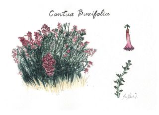 Cantu ou Cantuta ( Cantua buxifolia)