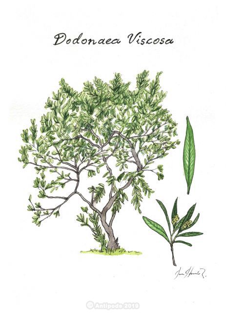 Chamana (Dodonaea viscosa)