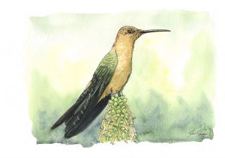 El colibrí gigante 