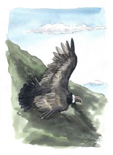 Le Condor