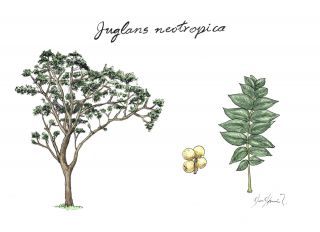 Nogal (Juglans neotropica)