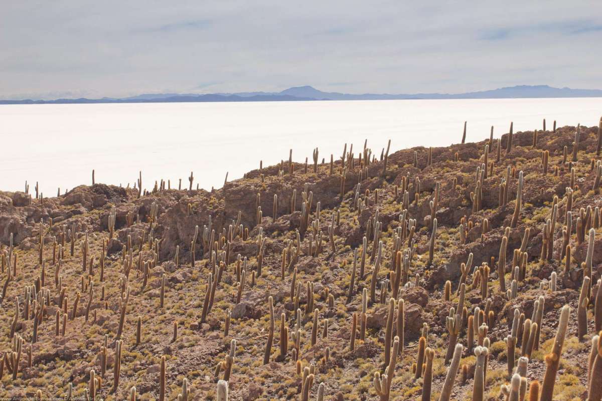 Île du poisson (Cujiri) 