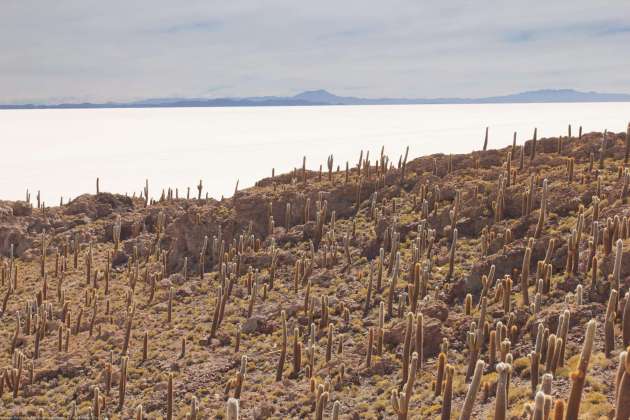 Île du poisson (Cujiri) 