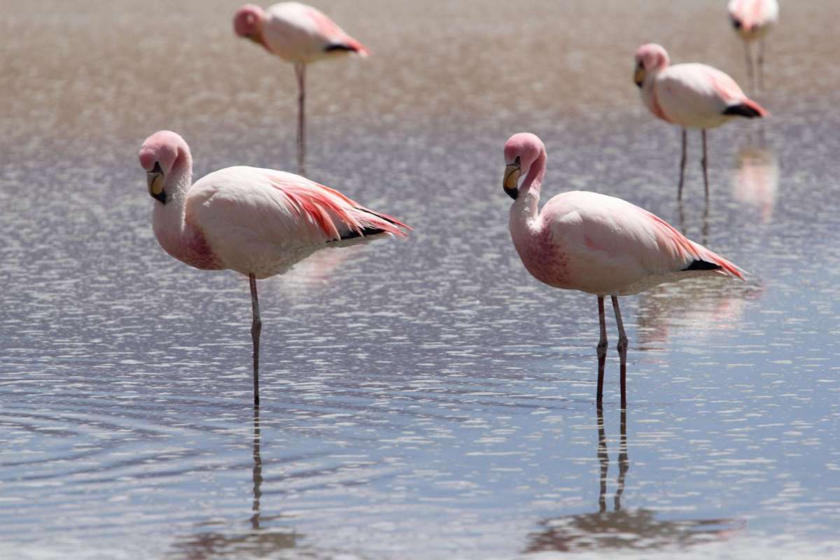 Lac Sacabaya