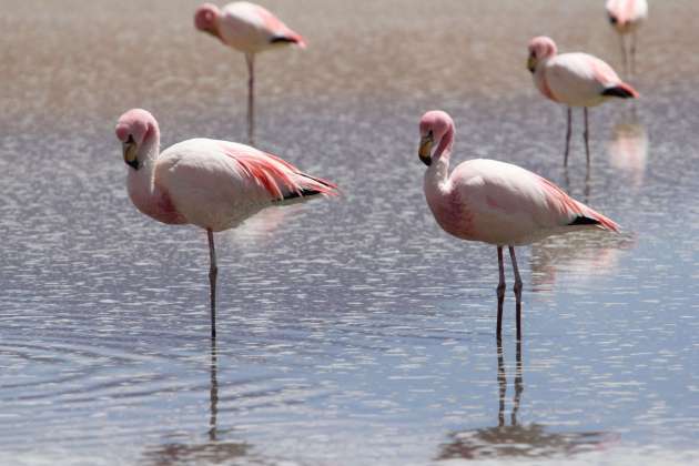 Lac Sacabaya