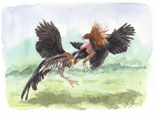  Combat de coq au Pérou
