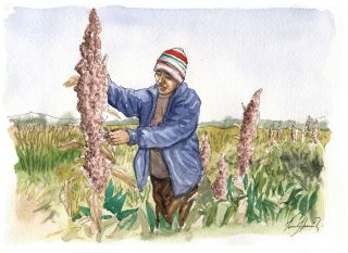 What is the origin of quinoa? What are the properties of quinoa?