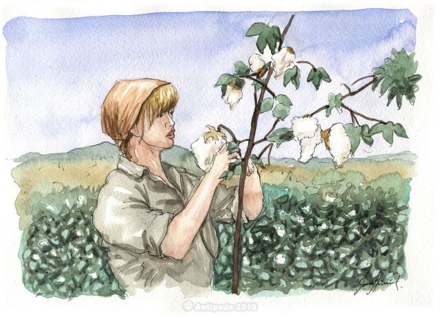 Where Does Pima Cotton Come From?