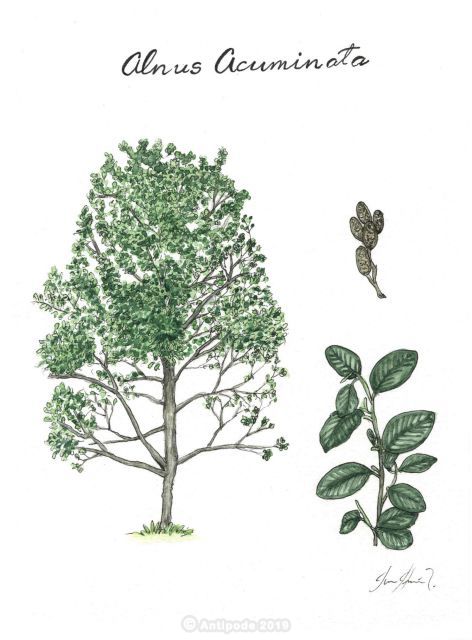 Aliso (Alnus acuminata)