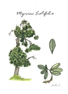 Chalanque (Myrsine latifolia)