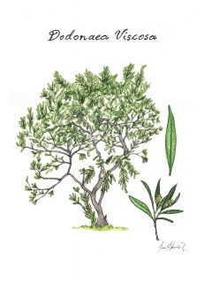 Chamana (Dodonaea viscosa)
