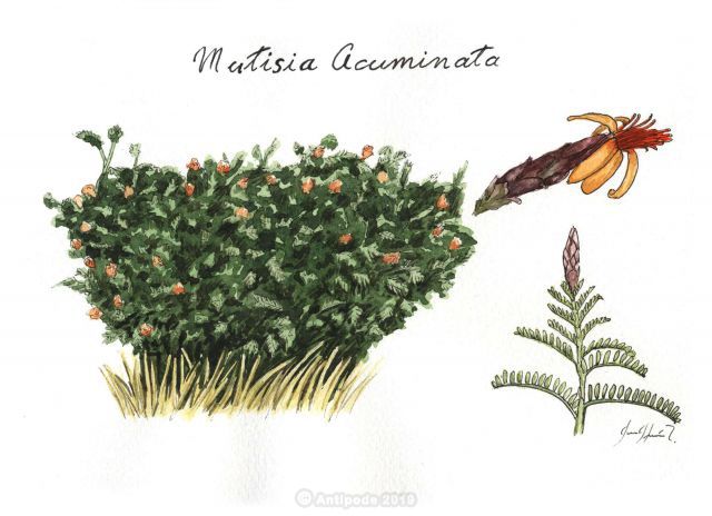 Chinchircuma (Mutisia acuminata)