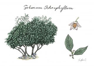 Hanca Hanca ( Solanum ochrophyllum)