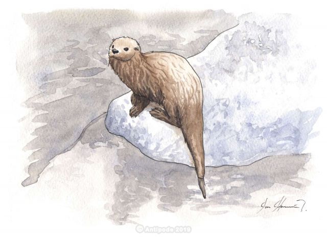 The sea otter