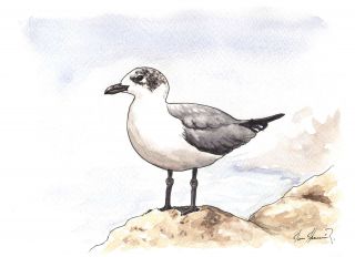 The Franklin's Seagull