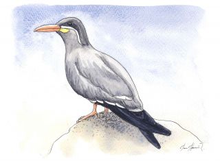 The Tern Inca.