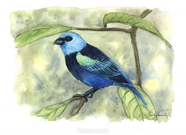 The blue-necked Callist or bleu browed Tanager 