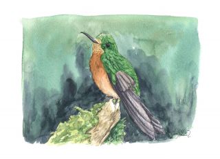 El colibrí de Matthews 