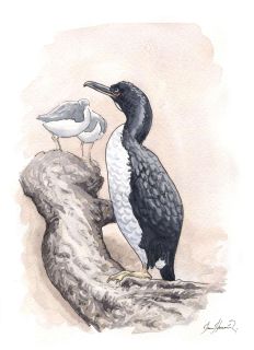 The Bougainville cormorant or Guanay