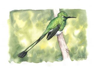 The White-booted racket-tail