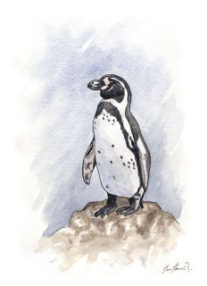 El pingüino de Humboldt