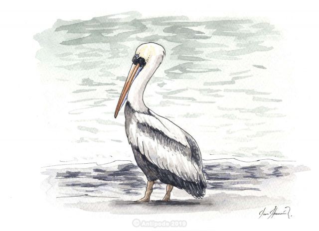 The Peruvian Pelican