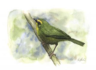The Ochre Tanager