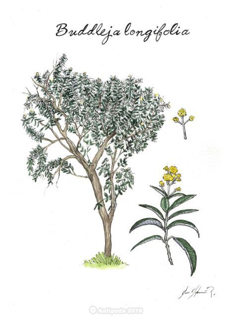 Quishuar (Buddleja longifolia)