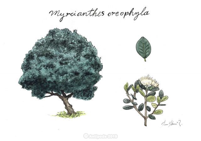 Unca (Myrcianthes oreophyla)