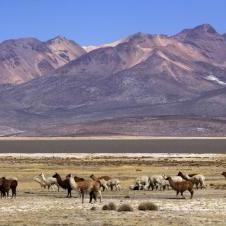 Lagunas Salinas