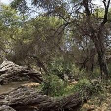 Forêt de Pomac à Chiclayo