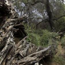 Forêt de Pomac à Chiclayo
