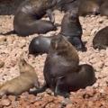 Iles Ballestas