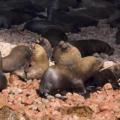 Iles Ballestas