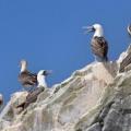 Iles Ballestas