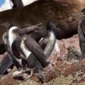 Iles Ballestas
