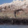 Iles Ballestas