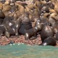 Iles Ballestas