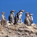 Iles Ballestas