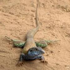 Lézard à Tucume