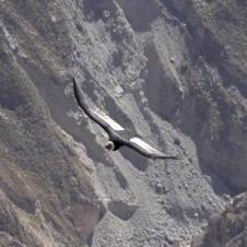 Mirador Cruz Del Condor - Canyon de Colca - Arequipa