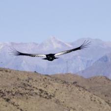 MIrador Cruz Del Condor - Canyon de Colca - Arequipa