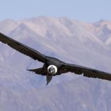MIrador Cruz Del Condor - Canyon de Colca - Arequipa