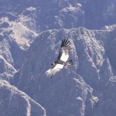 MIrador Cruz Del Condor - Canyon de Colca - Arequipa