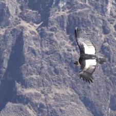 Mirador Cruz Del Condor - Canyon de Colca - Arequipa