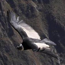 MIrador Cruz Del Condor - Canyon de Colca - Arequipa