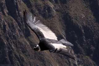 Viewpoint: Cruz del condor