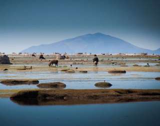 Lac Uru Uru