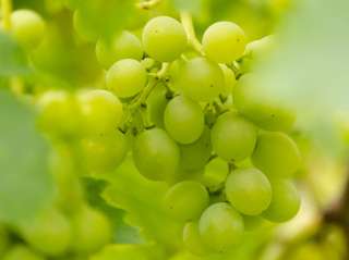 Le vignoble de Tarija