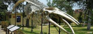 The Natural History Museum: UNMSM